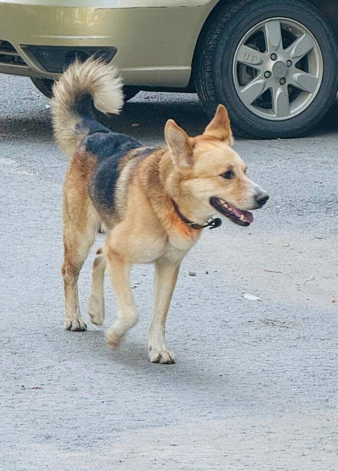    Фото предоставили зооволонтеры