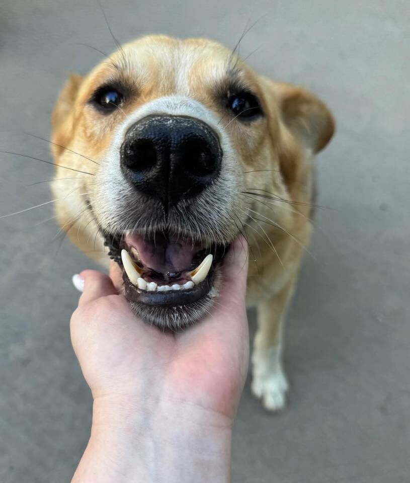    Фото предоставили зооволонтеры