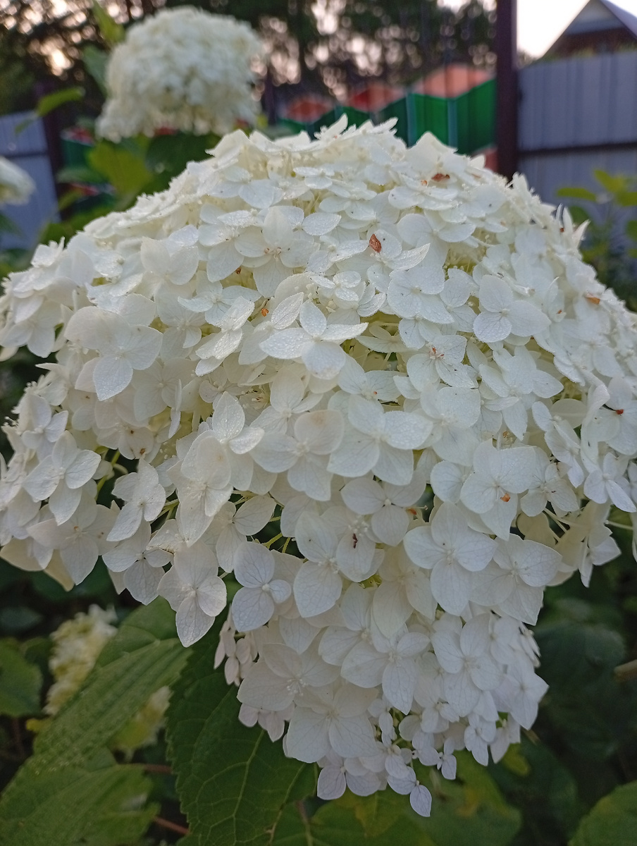 Просто моя гортензия.