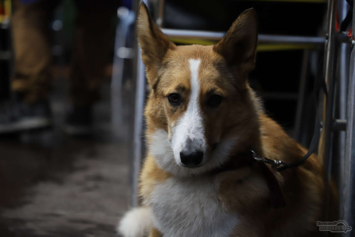    Фото: Анастасия Сибирякова © ИА «Уральский меридиан»