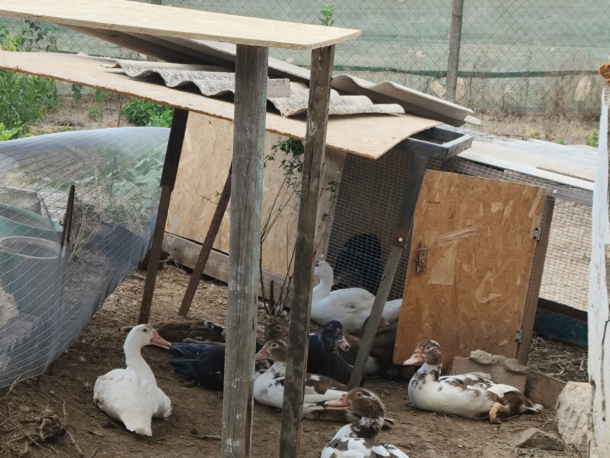 Рядом два навеса, один повыше, другой пониже.