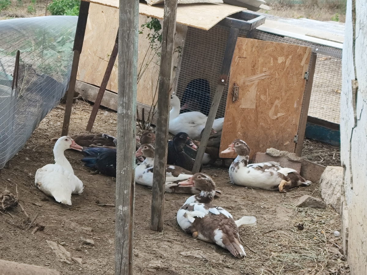 Ути крупным планом. Жарко им...