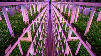 Вертикальные фермы. Как растут овощи без земли и солнца в России