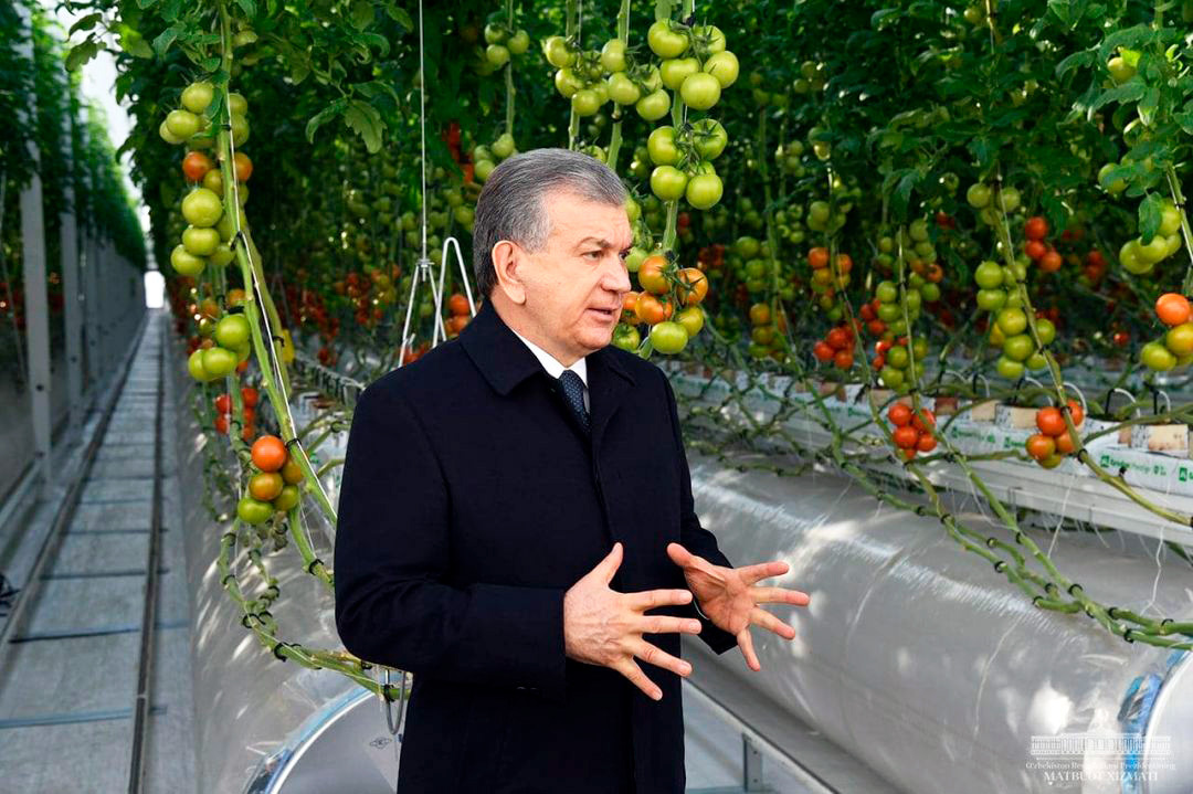 Шавкат Мирзиёев в одной из теплиц Хорезмской области, декабрь 2020 года. Фото пресс-службы президента Узбекистана