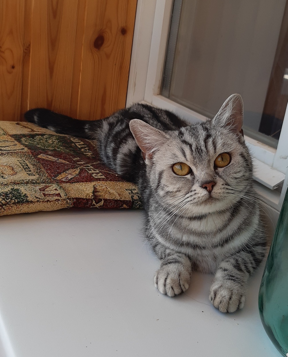 Нее, мне и тут хорошо😺 Мысли Коши.