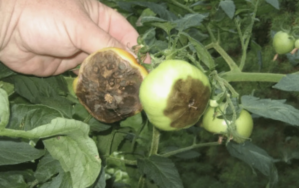 Не забывайте ставить пальчик вверх, это ваша лучшая помощь каналу 👍👍👍👍👍👍👍