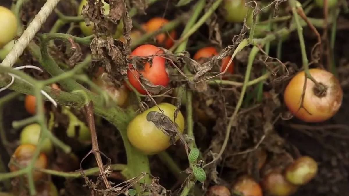 Не забывайте ставить пальчик вверх, это ваша помощь каналу 👍👍👍👍👍👍👍
