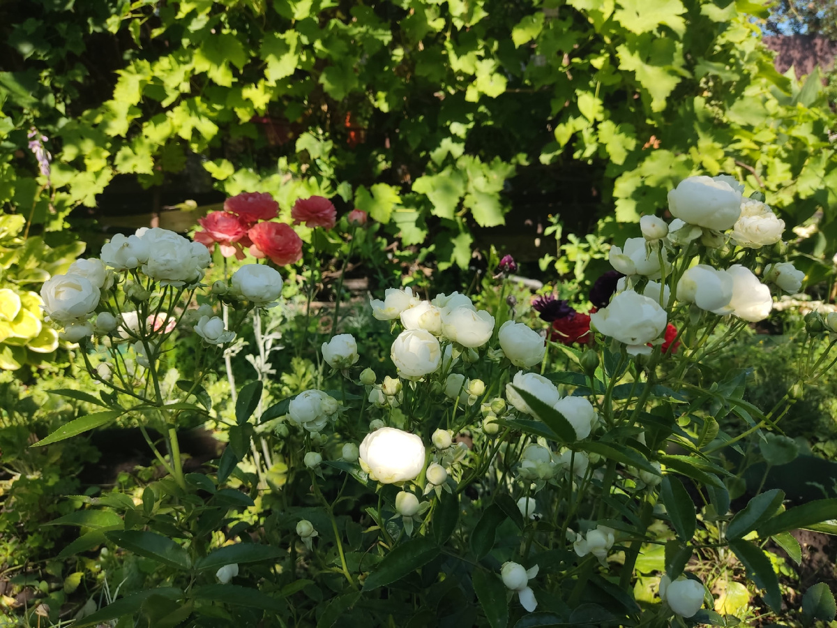 Полиантовая роза, сорт White Morsdag - июльское цветение