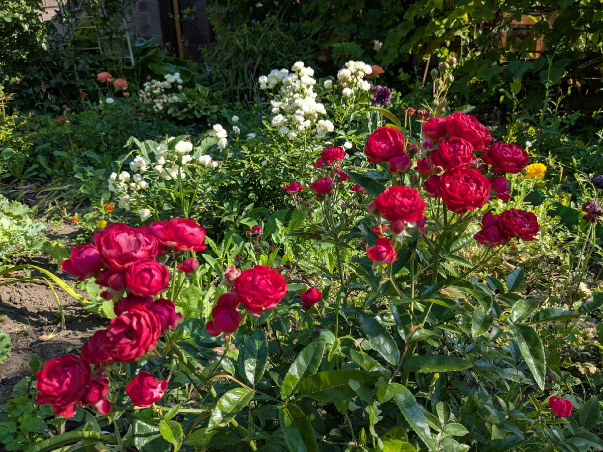 Полиантовая роза, сорт Morsdag - июльскре цветение