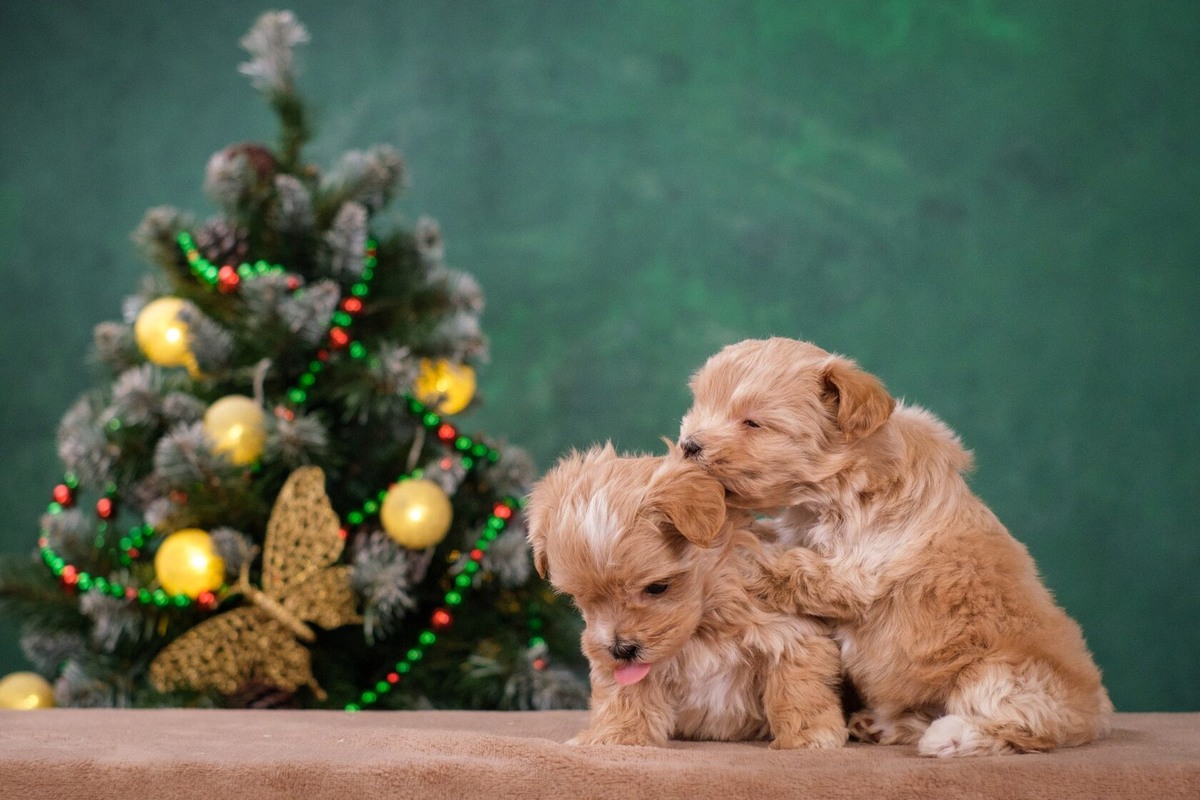 Щенки мальтипу F1 от заводчика павла Полижаевского