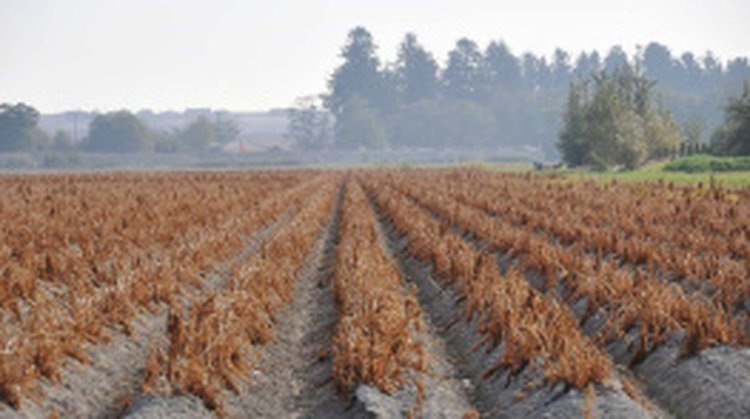    Фото: Департамент сельского хозяйства и продовольственных ресурсов Вологодской области