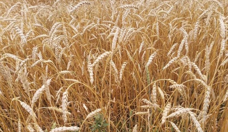    Фото: Лукьянов Дмитрий, AgroXXI.ru