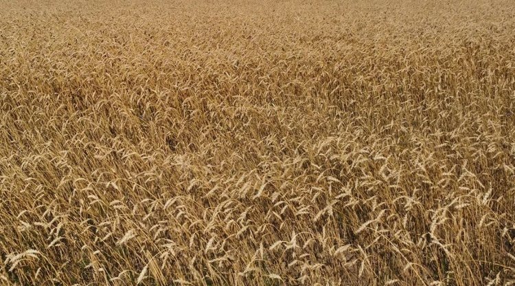    Не менее 4,5 млн тонн зерна планирует собрать Тамбовская область в текущей уборочной