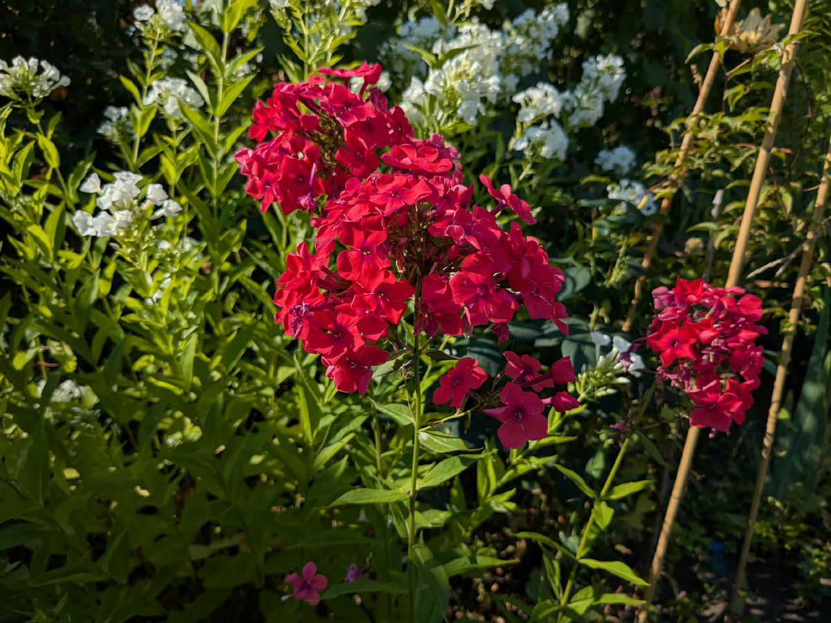 Флокс метельчатый Иван Заря вдохновляет на расширение флоксария