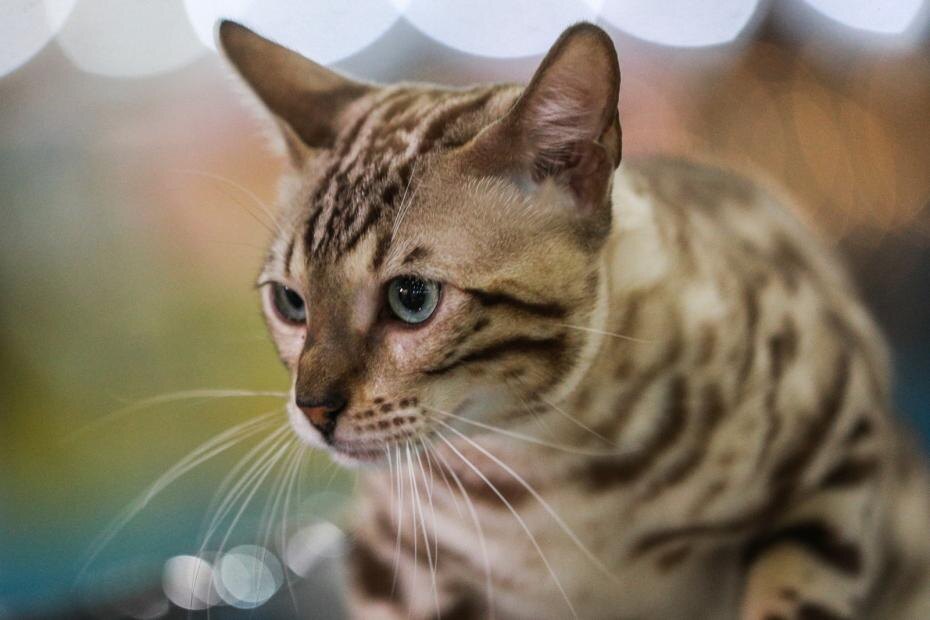    Сергей Булкин/NEWS.ru