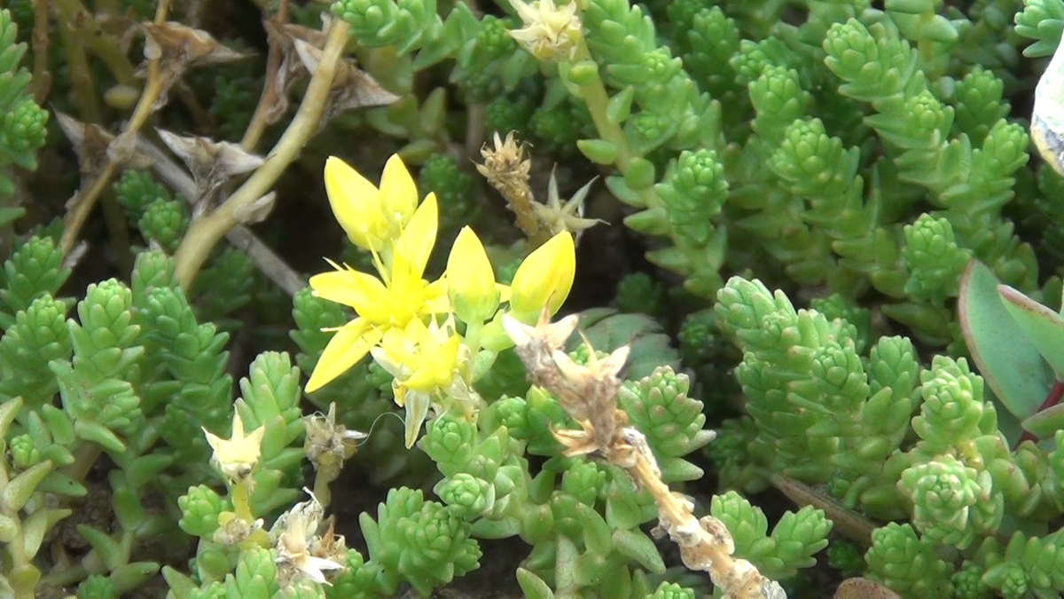 Очиток Едкий (Sedum acre)