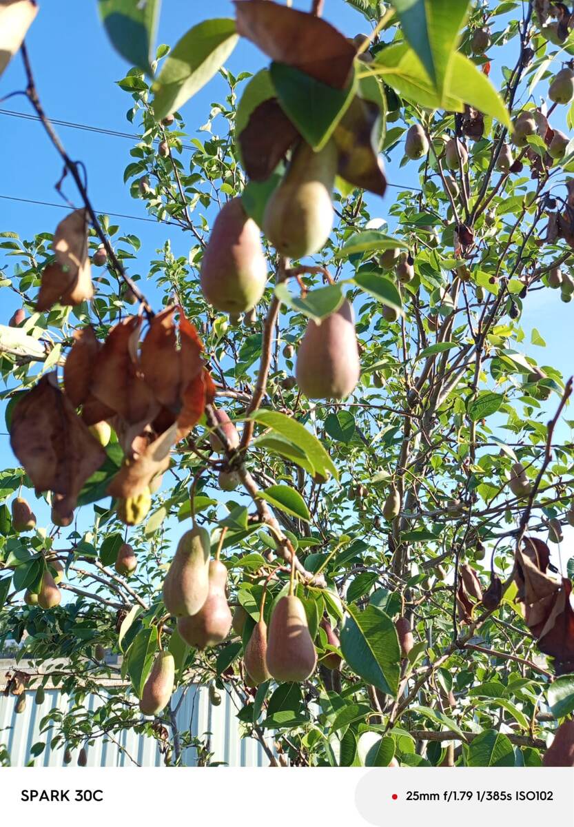 Бактериальный ожог груши