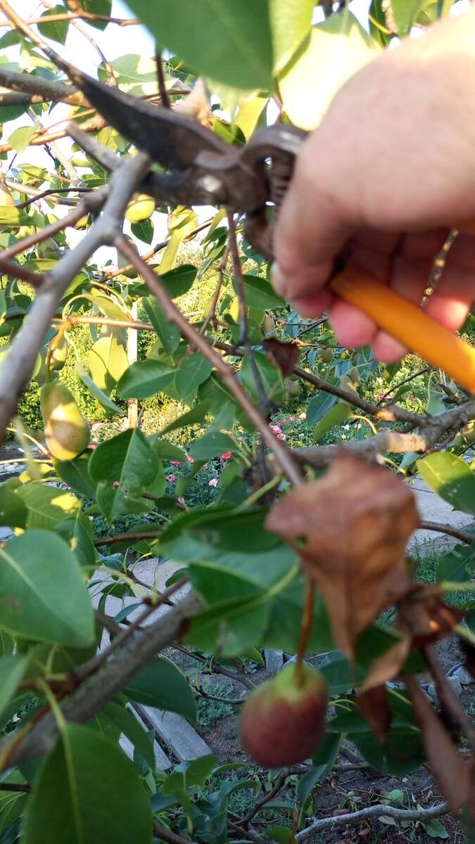 Удаление больных побегов.