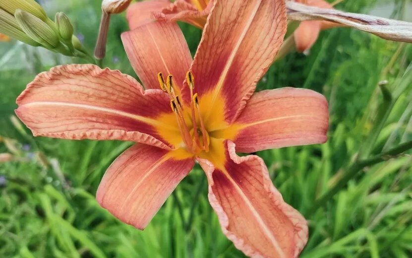    Погода в Ижевске на день: 31 июля ждем дневные +24°С