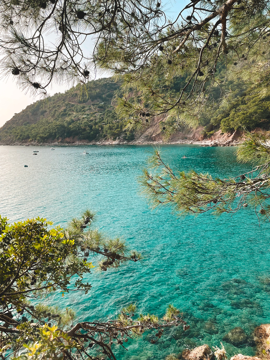 Сосновые ветви на фоне изумрудной воды - пейзажи чем-то напоминают Приморье