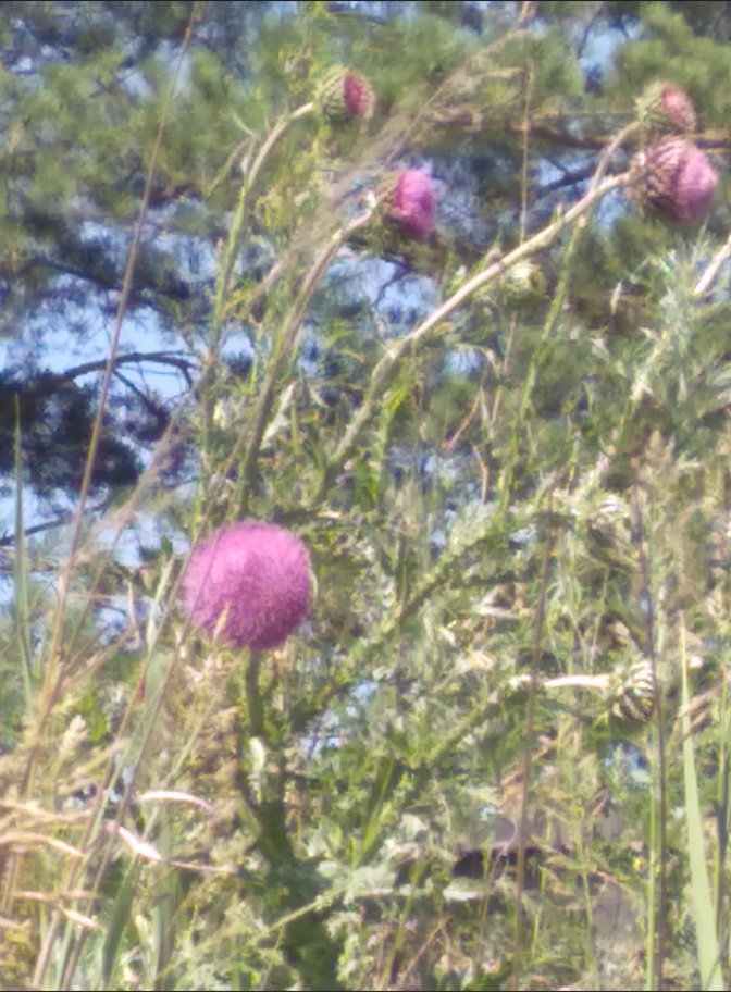 Немного красоты из моих путешествий в лес