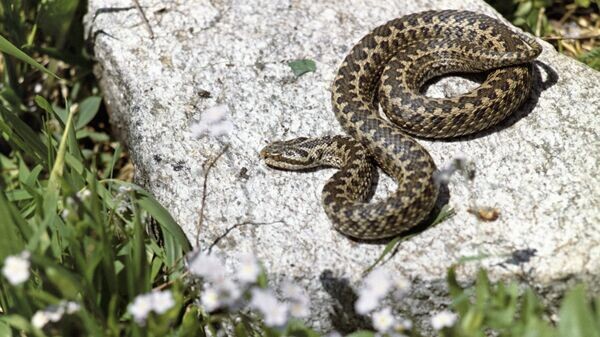    © Sputnik / Дмитрий Дебабов