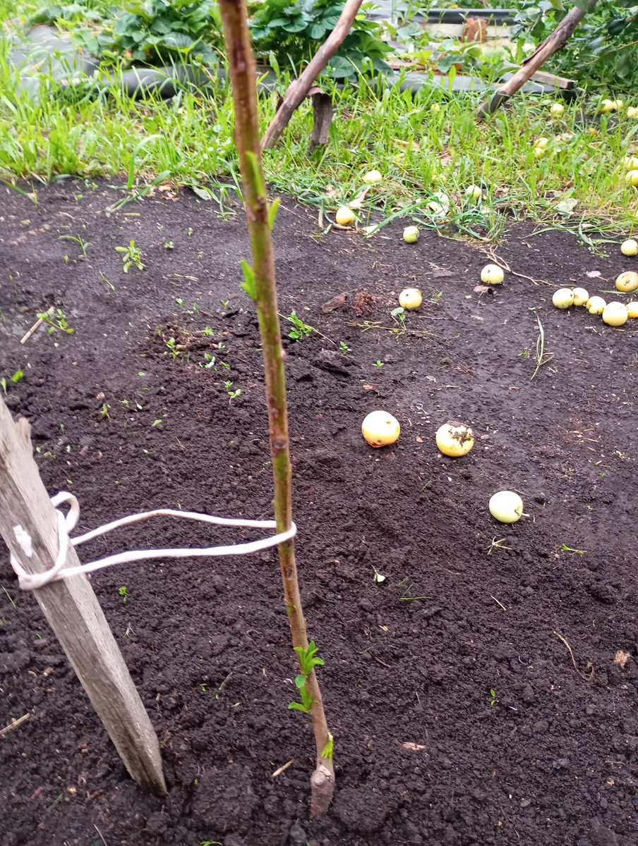 Персик Уралец фото автора.