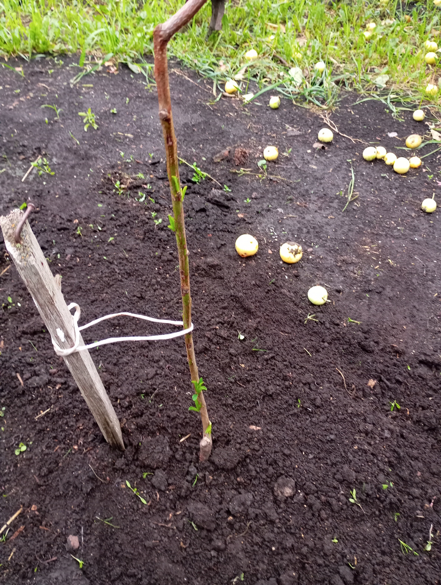 Персик Уралец фото автора.