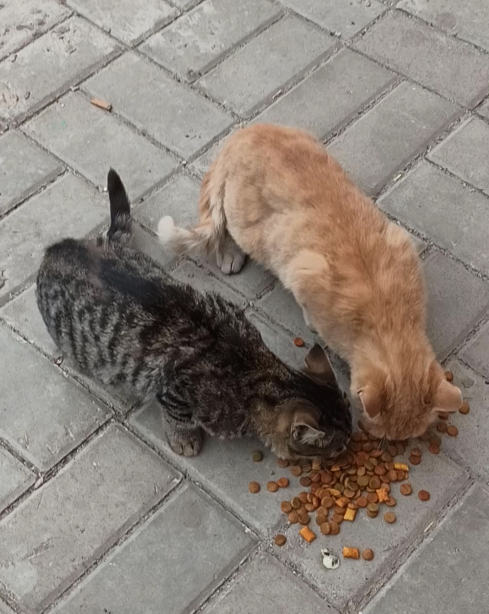 Это ее котята 4 года назад.