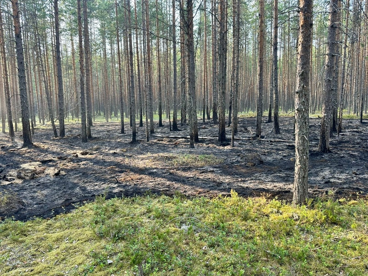    Фото: Госкомитет Карелии по ОЖ и БН