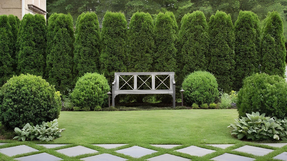 Туя: сорта, посадка и уход