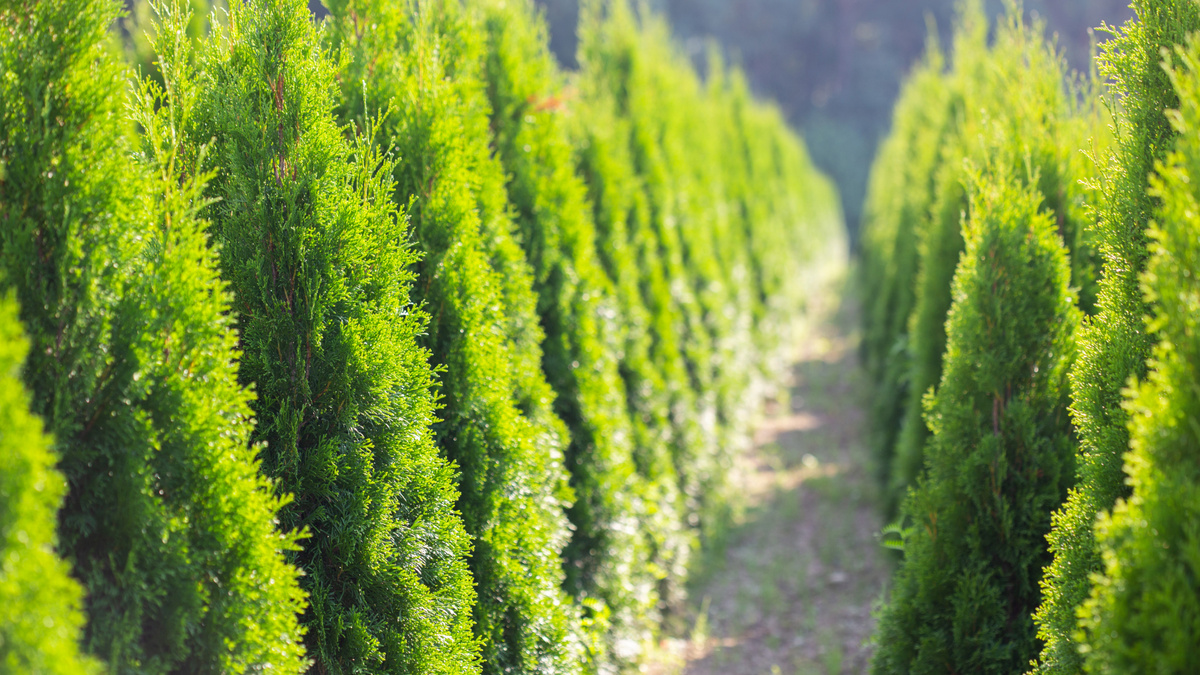 Туя Смарагд