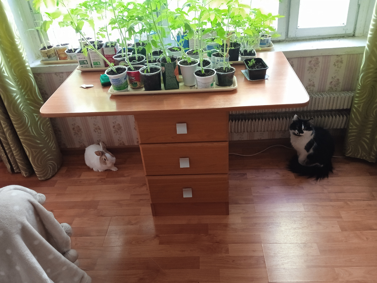 Выращиваем рассаду. Зверюшки помогают, особенно Котя) 