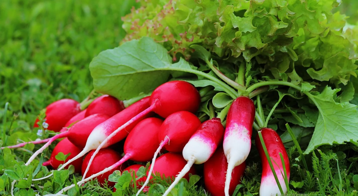 Редиска