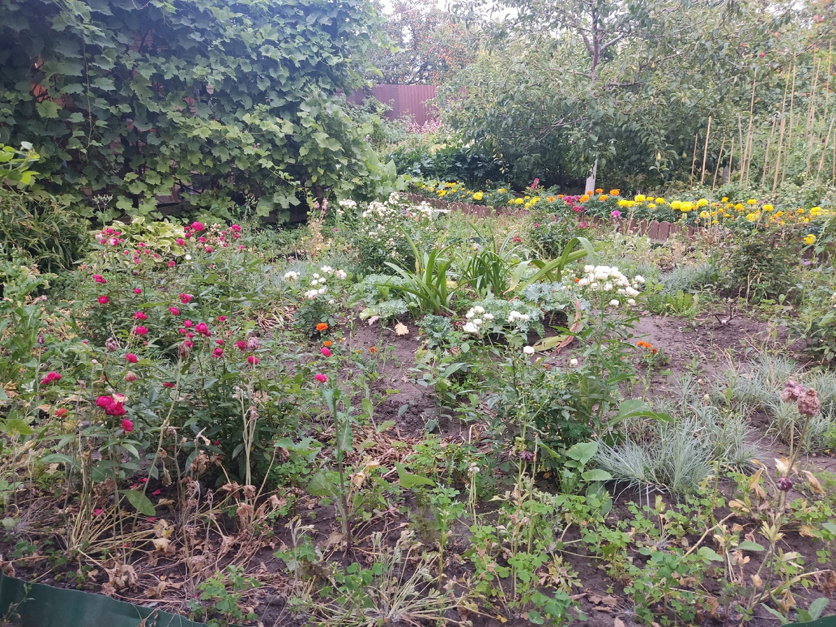 Бывший бордюр из ранункулюсов