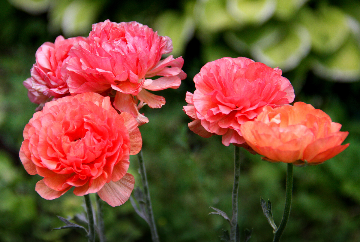 Краткий миг цветения лютиков