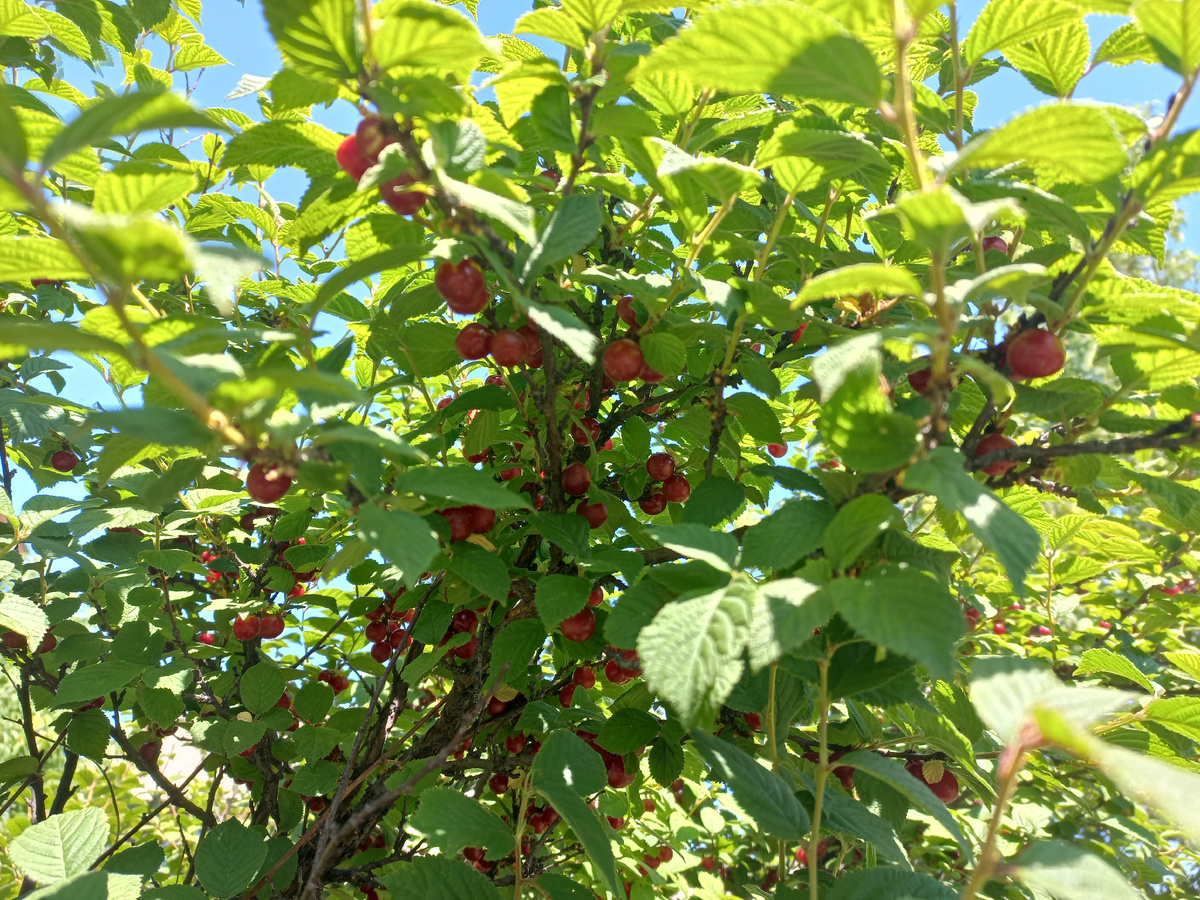 Ах, эта вкусная вишня!