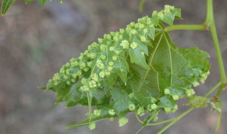    Фото: E. Burkness, Univ. of Minnesota
