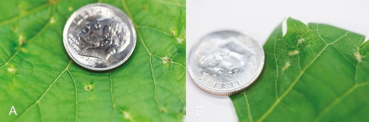     Филлоксера на винограде – как определить и что делать
