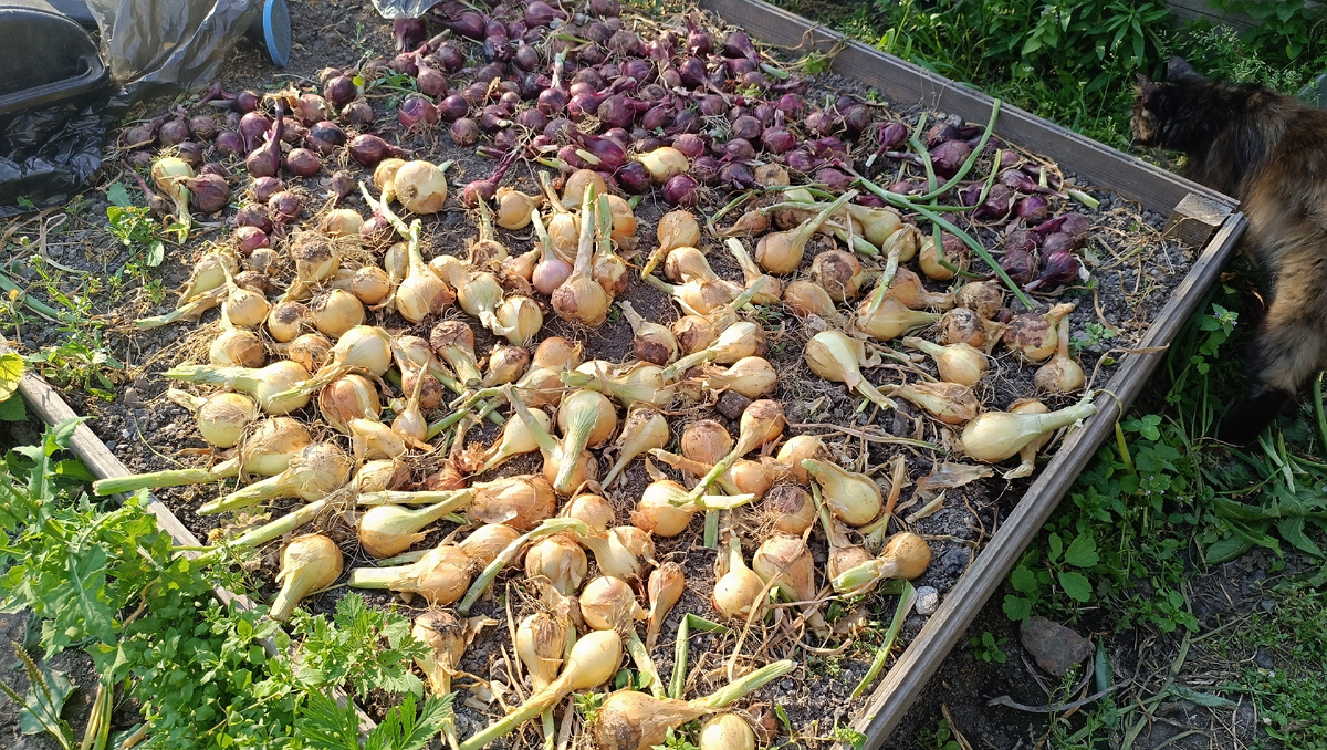 Сбор лука в деревне.