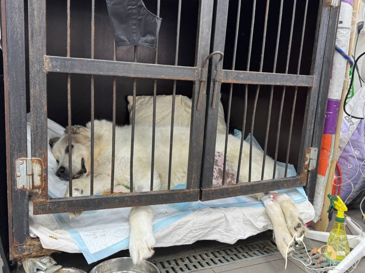    Кругетса перевели на стационар, где он получает помощь и диагностику