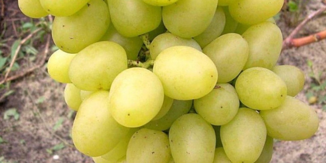Какие сорта столового винограда выбрать? Вот подборка из 10