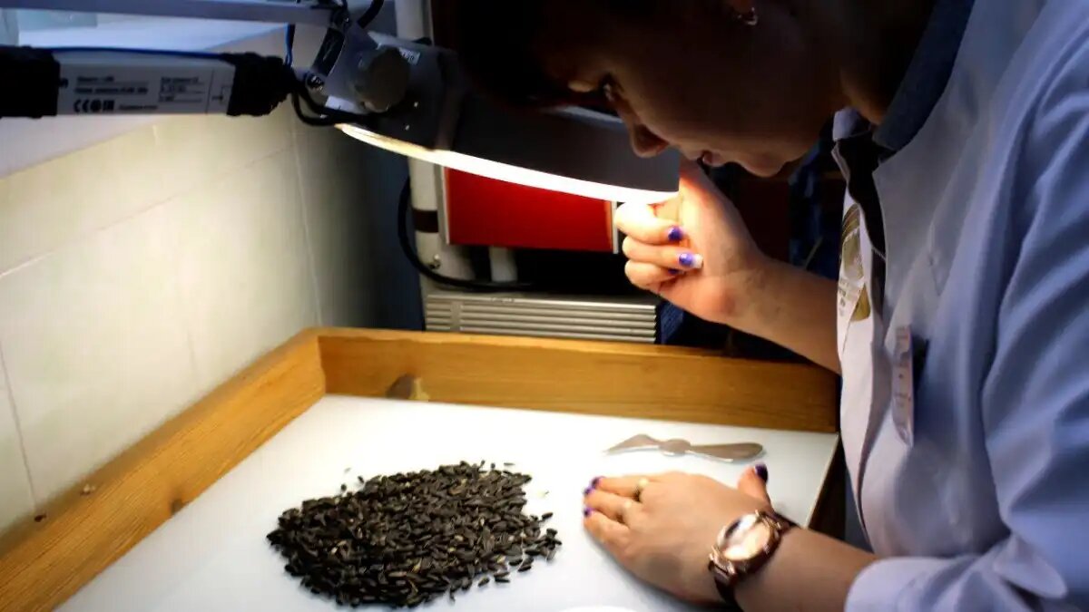 Фото:fczerna.ru
Эксперты ЦОК АПК зафиксировали двукратное улучшение качества российских семян подсолнечника
