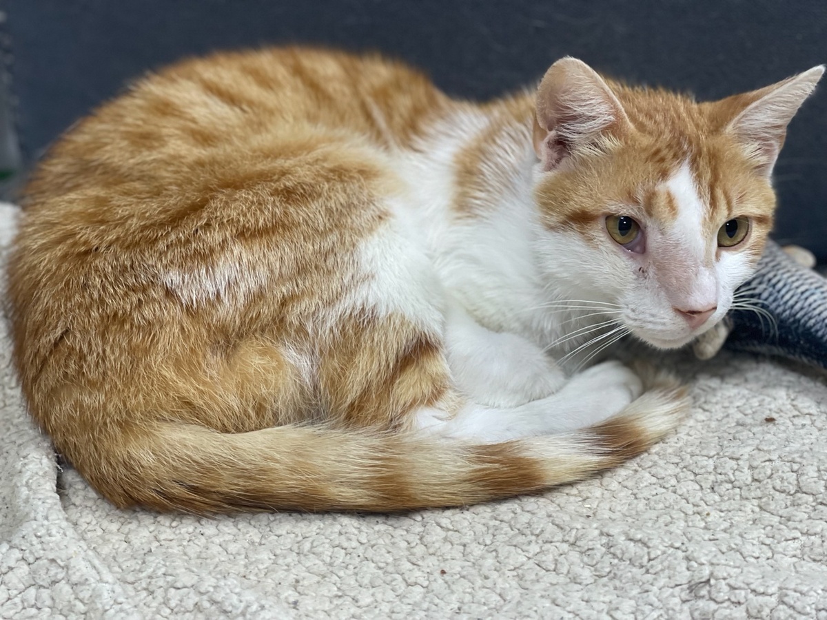 малыш Сириус