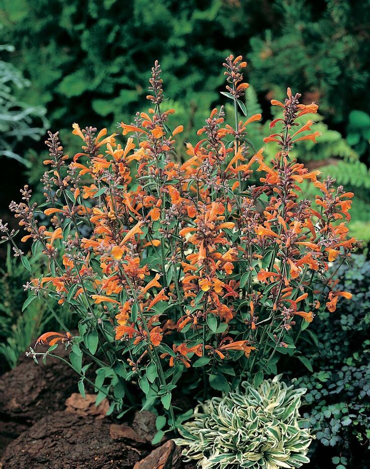 Фото из свободного доступа