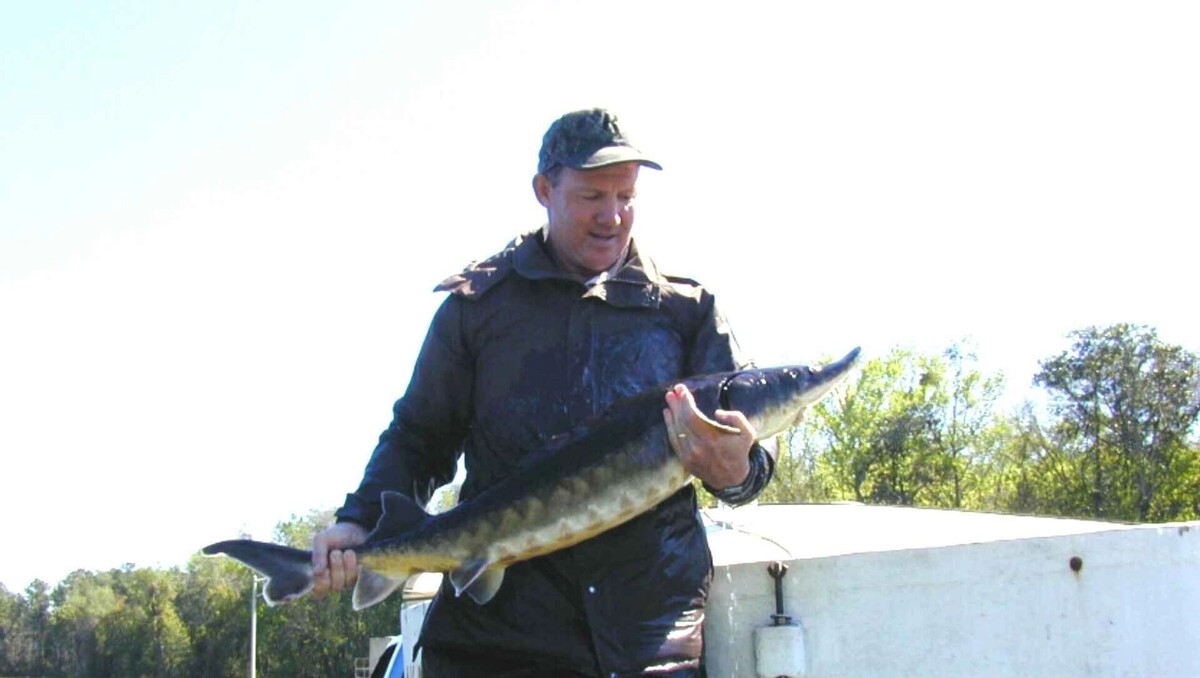     Автор: wikimedia.org