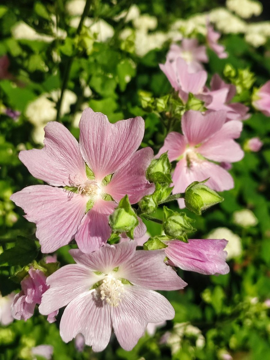 Если вам известно название этого цветочка, поделитесь, пожалуйста, со мной.