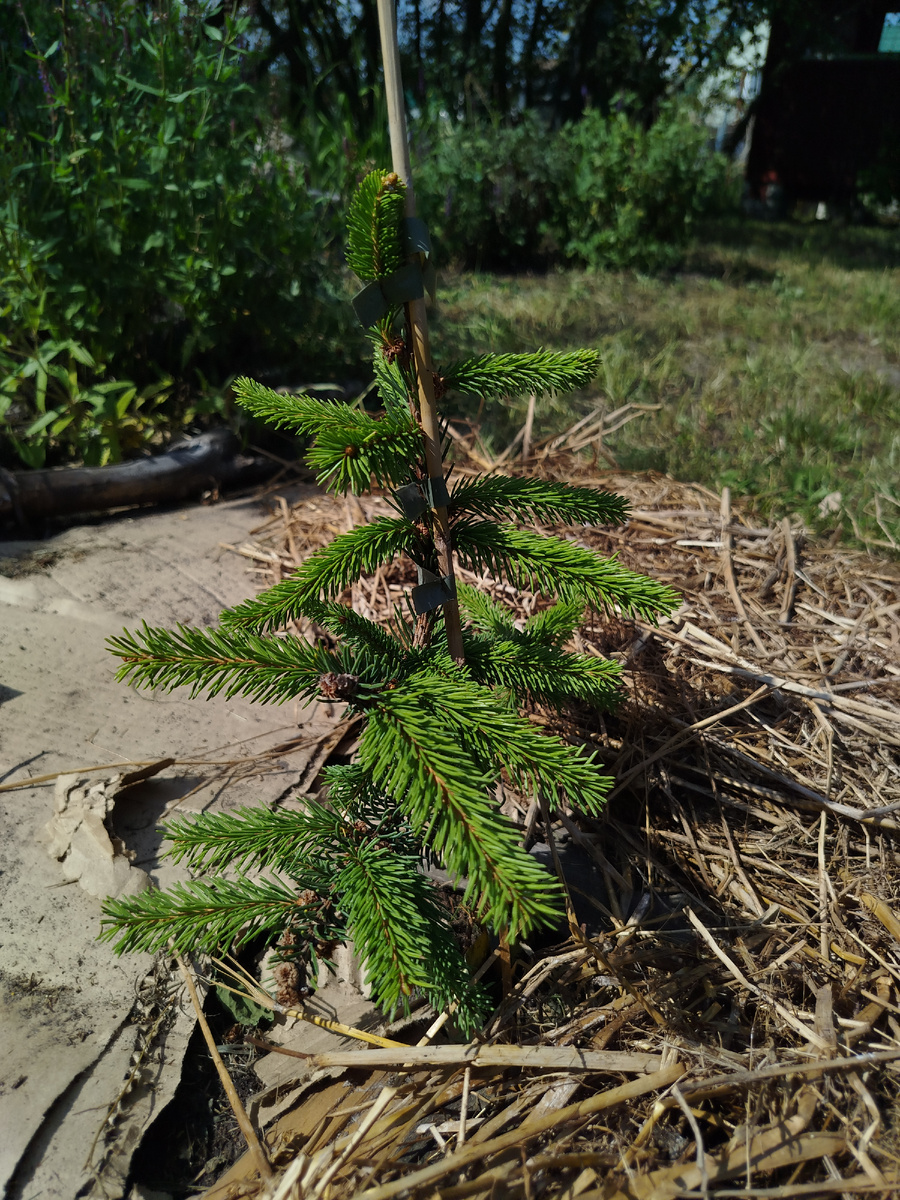 В солнечном сиянии моя радость. Если все будет хорошо, расскажу про нее потом. Но тут видно, что я делаю с картоном. 