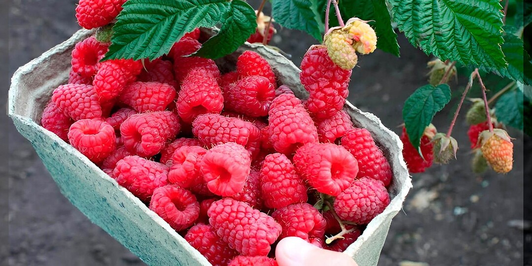 Особенности ухода за ремонтантной малиной в августе-сентябре: как получить отличный урожай ремонтантной малины и собирать ее до морозов