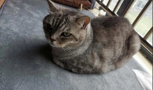 📸 Фото кота, поджавшего лапки под себя